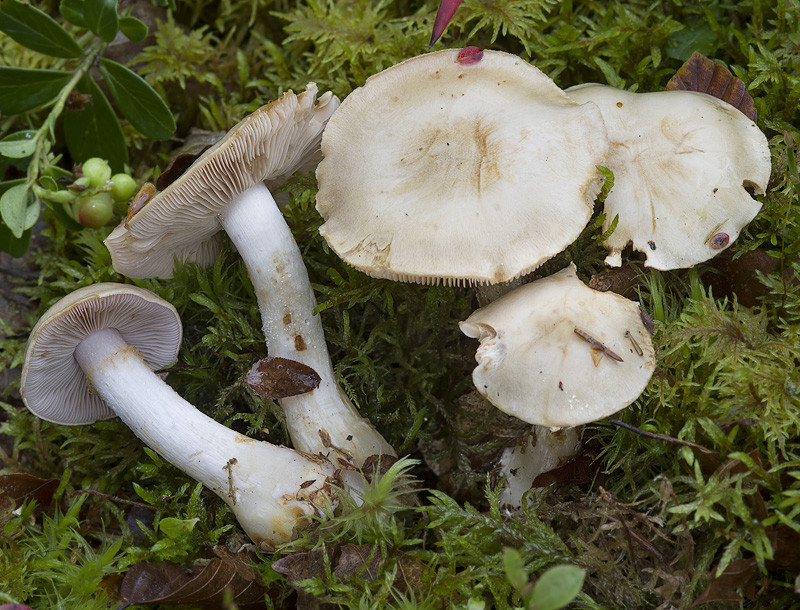 Cortinarius leucophanes